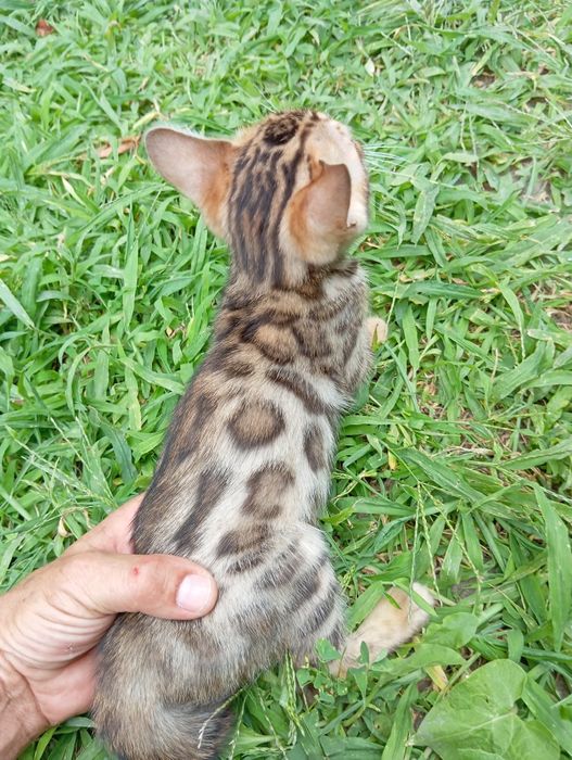 Бенгальский мальчик шоу класса