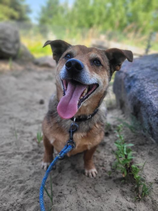 Mały, rudy Ekwador szuka domu!