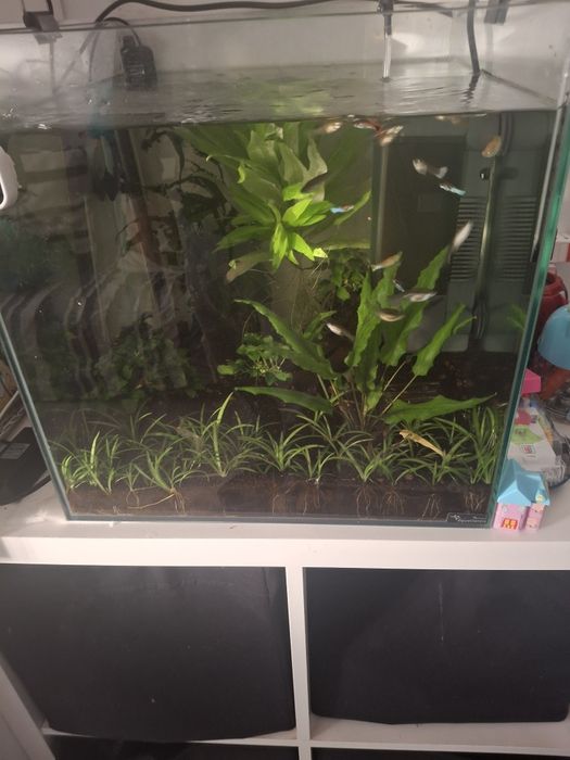 Aquario 64 litros