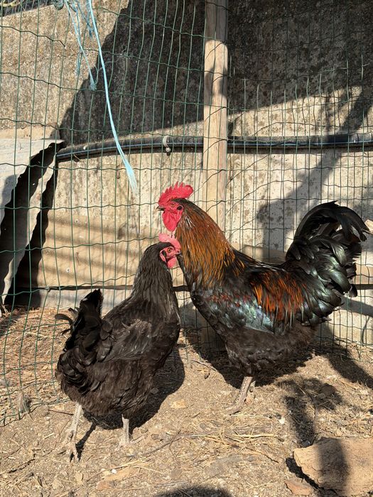 Ovos Maran negro cobre