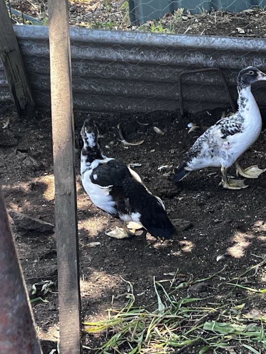Patos machos a procura de novos donos