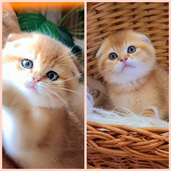 Самый красивый малыш золотая шиншилла