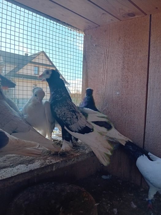 Sprzedam mnichy saksońskie