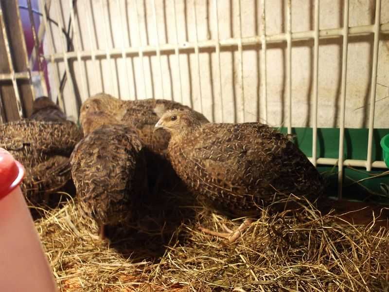 Jaja lęgowe przepiórek rasowych