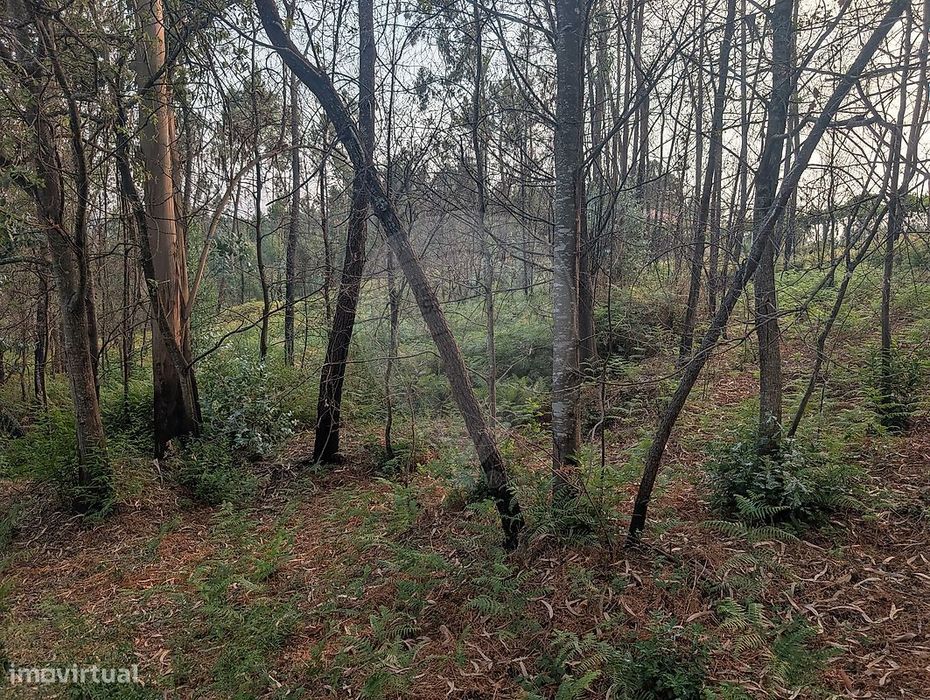Terreno  para venda