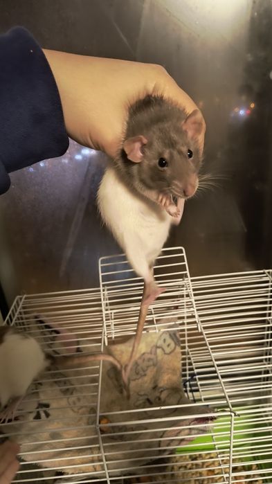 Крыса, клетка для крыс+подарок