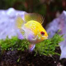 Ramirezis varias linhas ciclídeos anões