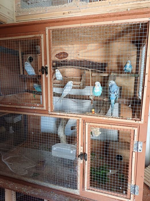 Piriquitos para vender