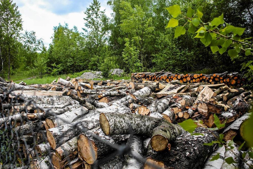 Drewno opałowe kominkowe grube