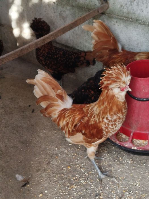 Vendo Galo paduana Chamois