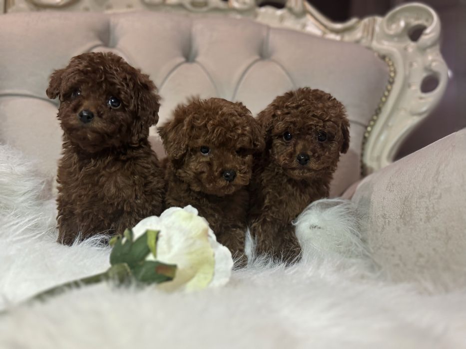 Той пудель щенки мальчики китай