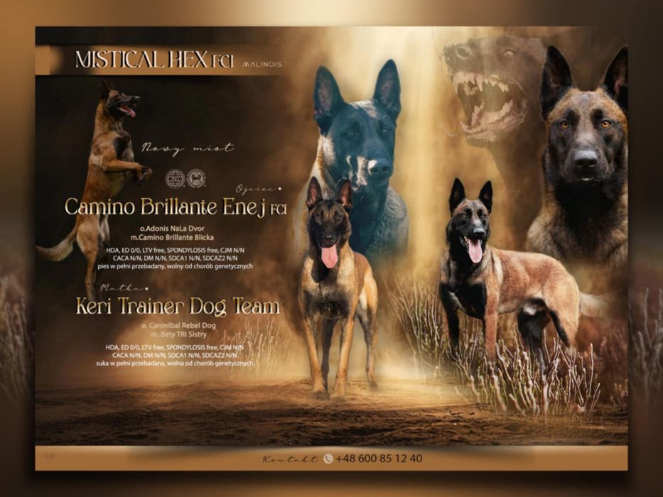 Szczeniak owczarka belgijskiego malinois