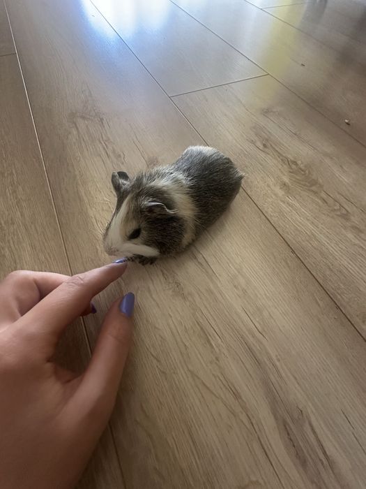 Świnka morska z lutego