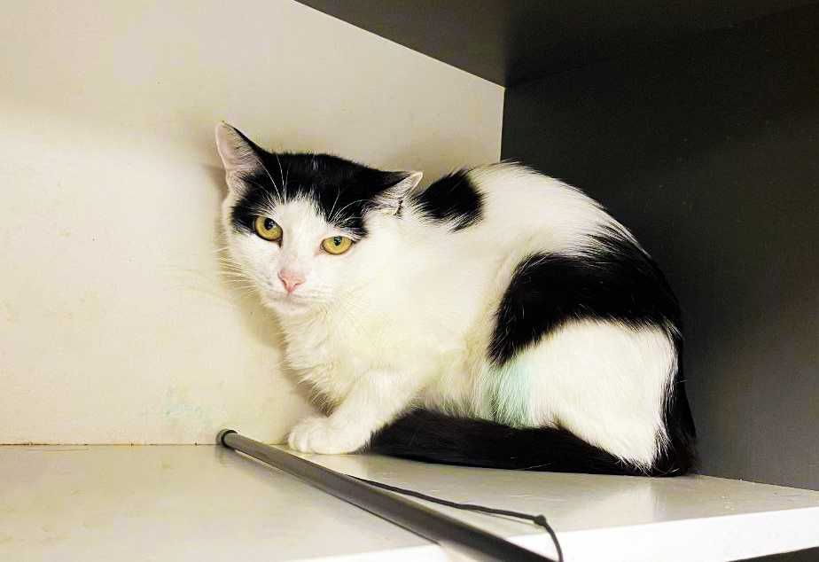 Кішечка, кішка, котуся Брошка (1 р.) – терміново додому!