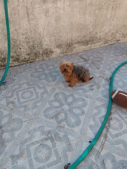 Ofereço cãozinho