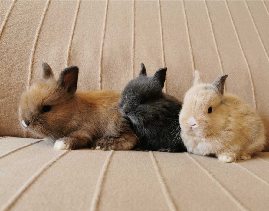 KIT Coelhos anões teddy e mini holandês muito fofos
