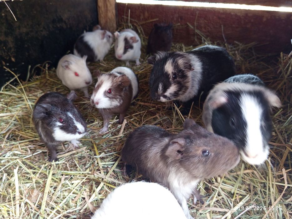 Hodowla świnek morskich! Śliczne świnki samce i samiczki