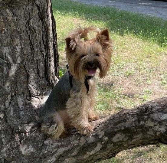 Мини йорк  беби фейс. Ищем невесту. Вязка йорка