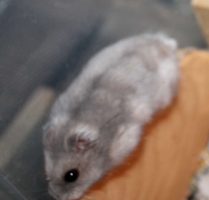 Джунгарики ручні, домашні хом'ячки.