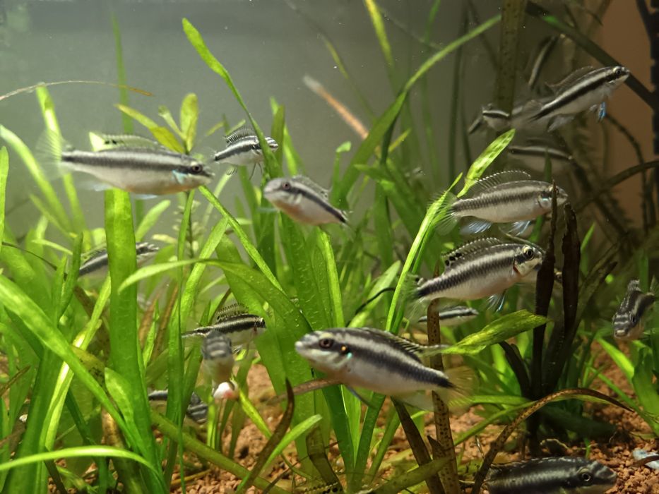 Kribensis (Pelvicachromis pulcher)