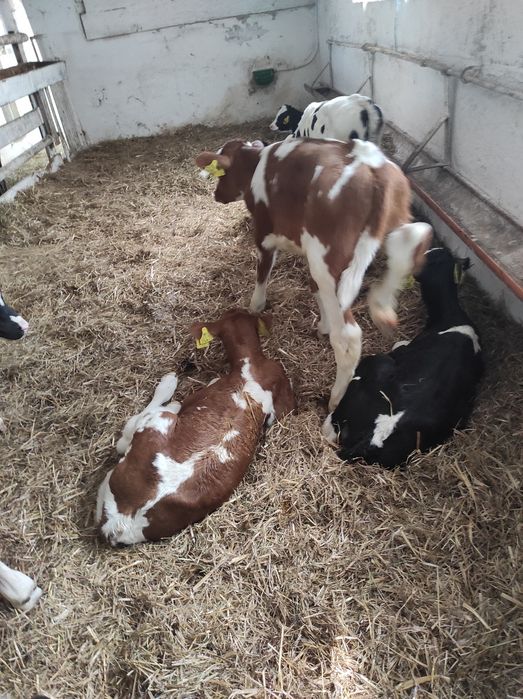 Byczki cielęta cielaki jałówki