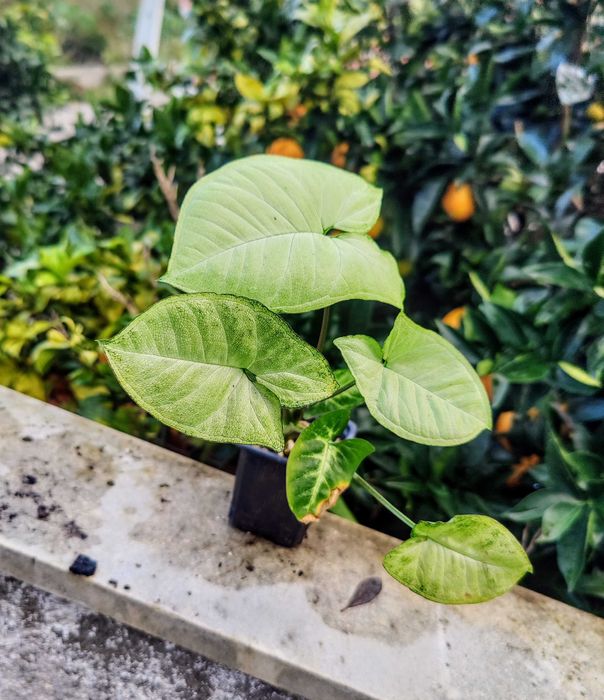 Muda Singônios_ Syngonium Podophyllum / Mottled MOJITO / RED Heart