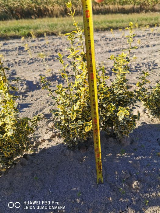 Trzmielina Emerald-Gold, Emerald Gaiety