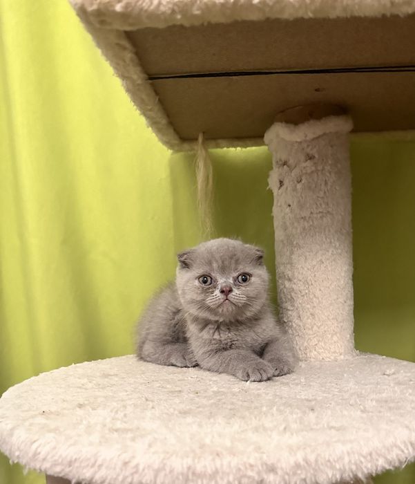 Scottish fold menina