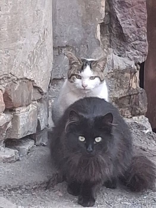 Котики в добрі руки