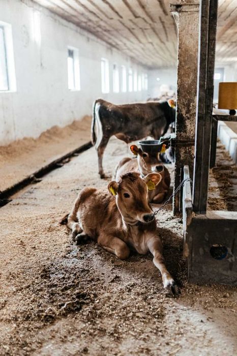 Телята, телиці, нетелі джерсейської породи