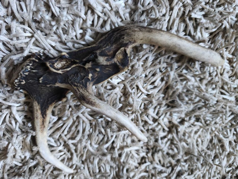 poroże jelenia myłkus