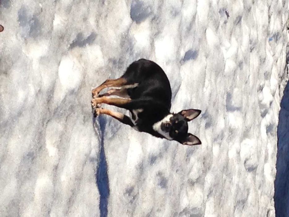 Английский Той-Терьер ищет подружку для вязки