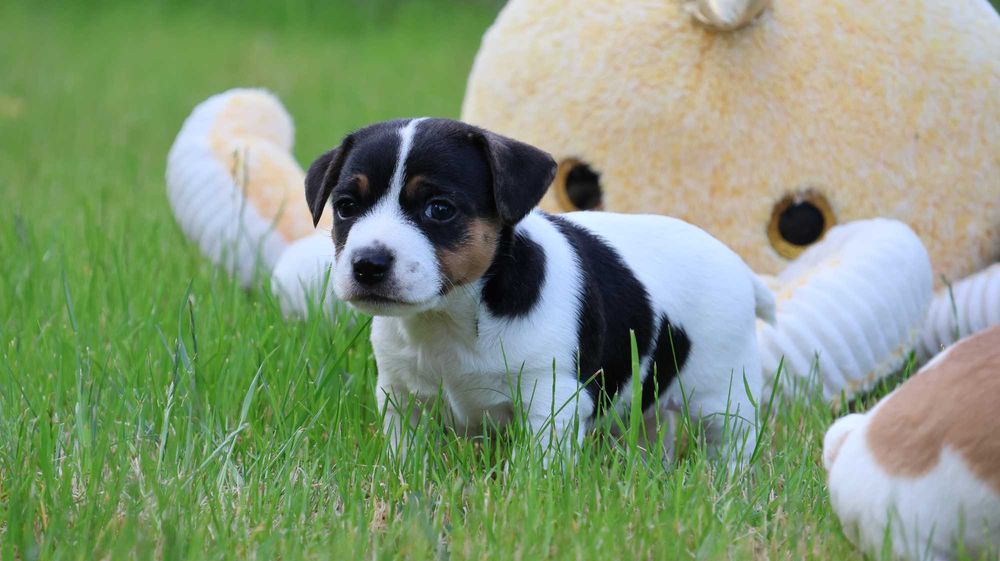 Wspaniały Piesek - Jack Russell Terrier z hodowli "BREFIO"