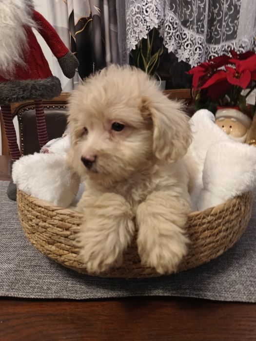 Psy rasowe maltipoo