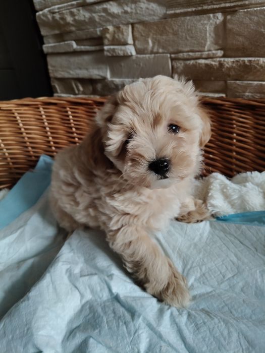 Maltipoo. Suczka Carmen. Badania genetyczne