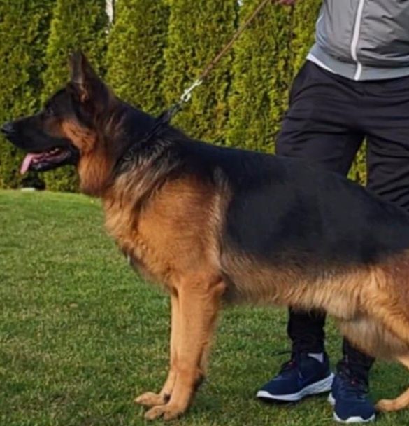 Owczarek Niemjecki Krótkowłosy FCl