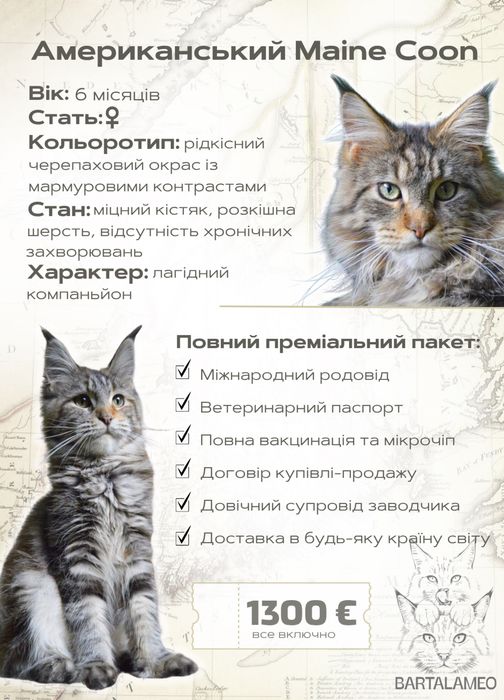 Американский Maine Coon
