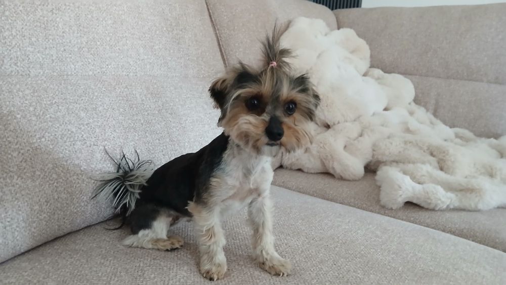 Śliczna suczka York Biewier Tricolor