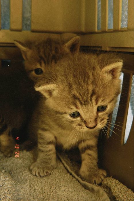 Кошенята шукають дім