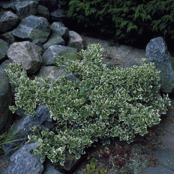 Бересклет форчуна, повзучий