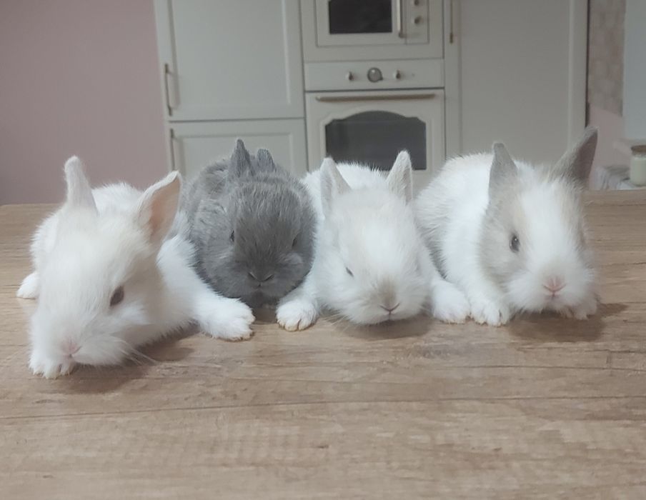 Прода декоративні кролики