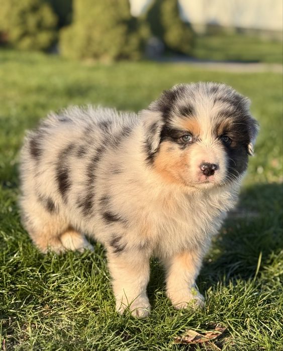 Owczarek Australijski, Aussie , piesek ZKwP