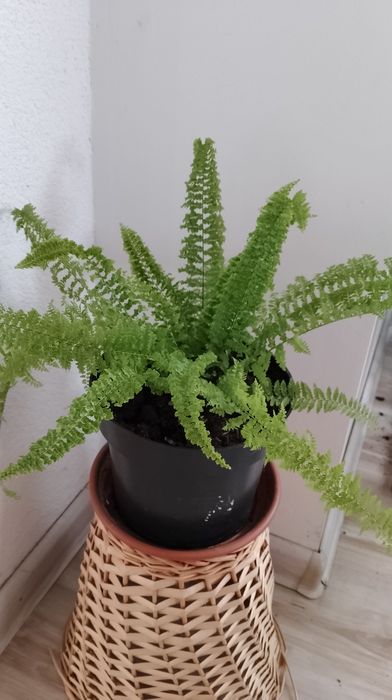 Paproć Murano domowa