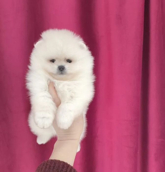 Щенки очень ну очень красивые цены разные