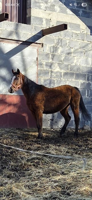 Sprzedam klacz 8-letnią