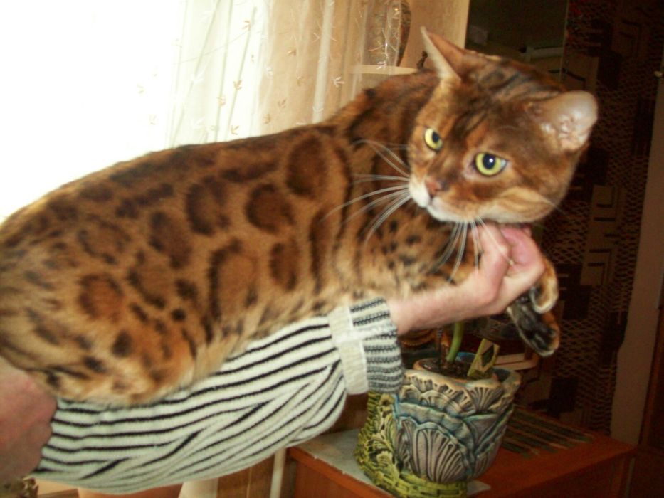 Настоящий бенгал
