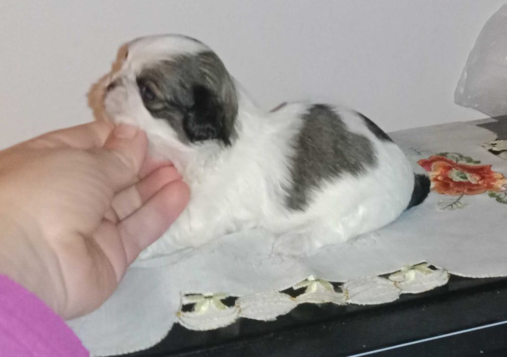 Shih-tzu macho porte mini,  com LOP