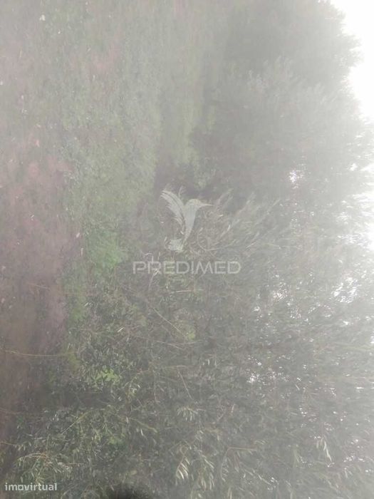 Terreno/Olival com Viabilidade de Construção