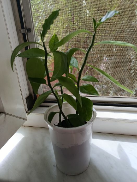 Продам кімнатні рослини недорого