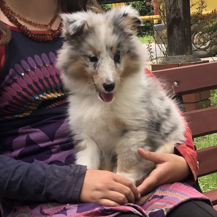 Amaya suczka marmurkowa sheltie po rodzicach pracujących na warmińskiej farmie